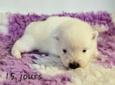 Les chiots de Spitz japonais