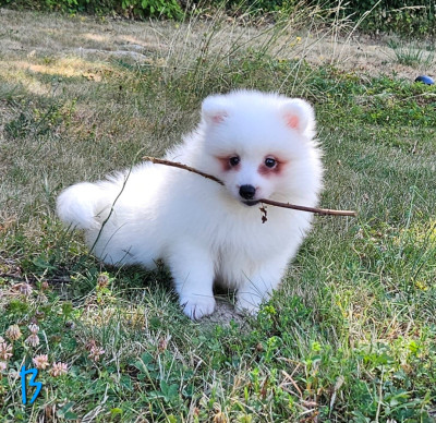 Les chiots de Spitz japonais