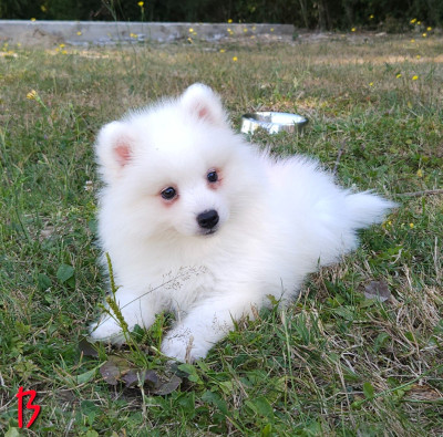 Les chiots de Spitz japonais