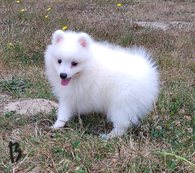 Les chiots de Spitz japonais