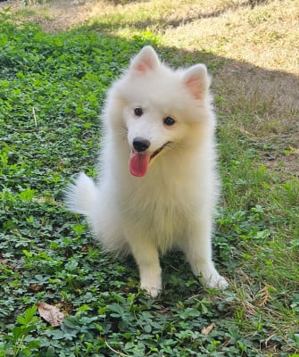 Les chiots de Spitz japonais