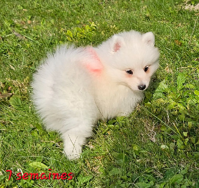 Les chiots de Spitz japonais
