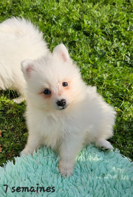 Les chiots de Spitz japonais