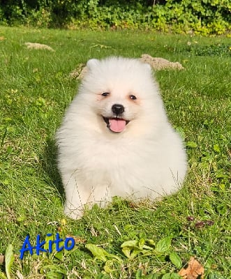 Les chiots de Spitz japonais