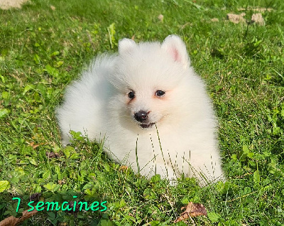 Les chiots de Spitz japonais
