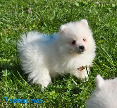 Les chiots de Spitz japonais