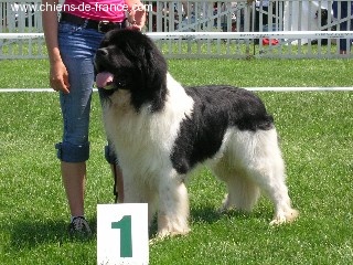 Oukaya forever Regliss'mint panda - 1er Excellent RCACS