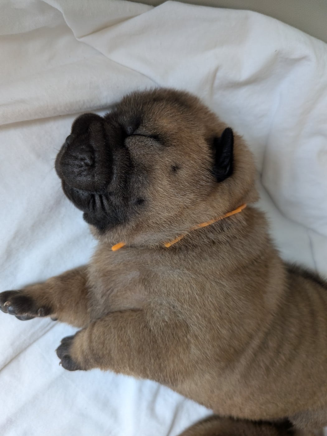 CHIOT 2 collier orange - Shar Pei