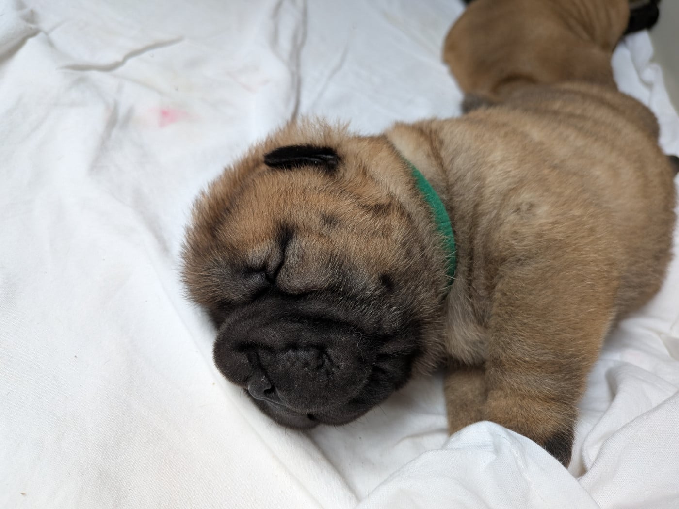 CHIOT 4 collier vert - Shar Pei