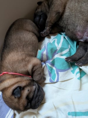 CHIOT 3 collier rouge - Shar Pei