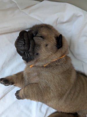 Shar Pei