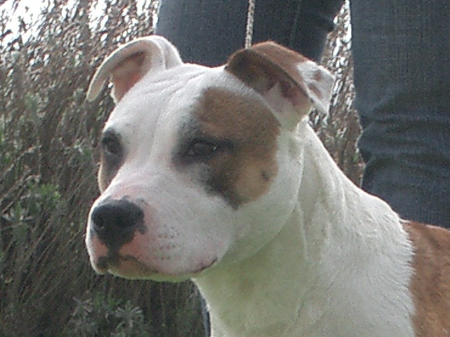 Aurel lolly du Palais Des Anges