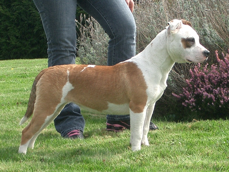 Aurel lolly du Palais Des Anges