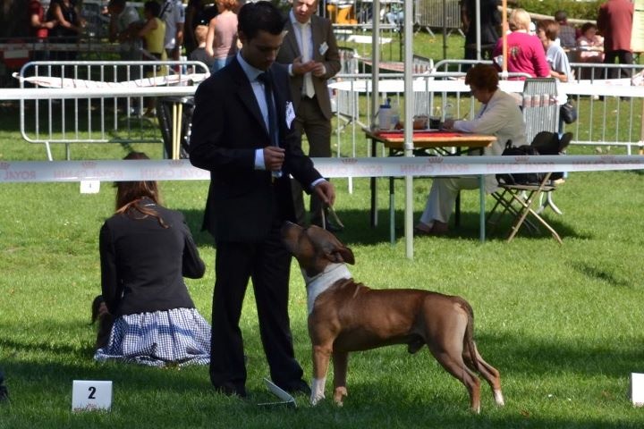 castle rock Red jacket for sbigstaff - 3 ème