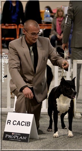 CH. Cyno girl du Palais Des Anges - 1ère exc, Classe Champion, R.CACIB