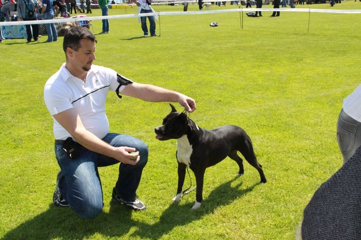 CH. Cyno girl du Palais Des Anges - 1ère exc, CACS