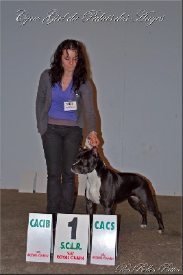 CH. Cyno girl du Palais Des Anges - 1ère Exc, Cacs, Cacib