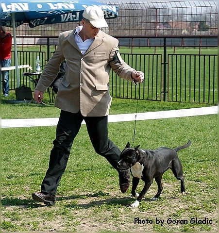 CH. Cyno girl du Palais Des Anges - RCACS