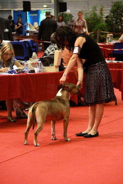 castle rock Red jacket for sbigstaff - 3 em exc