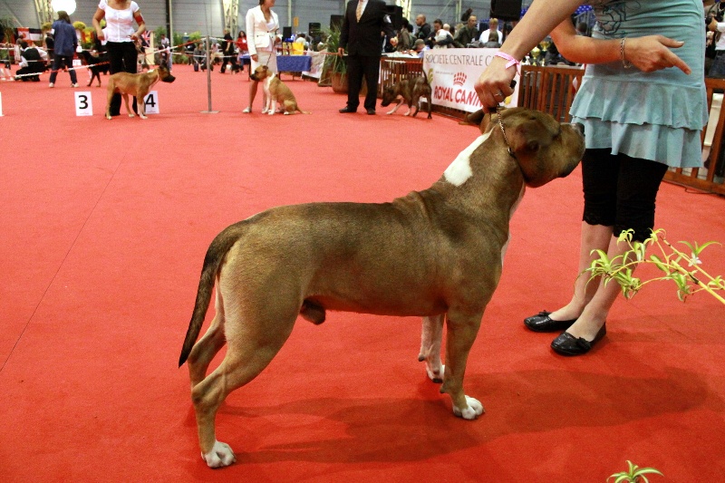 castle rock Red jacket for sbigstaff - 3 eme