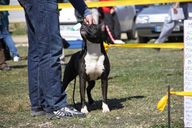 CH. Cyno girl du Palais Des Anges - 3 ème exc