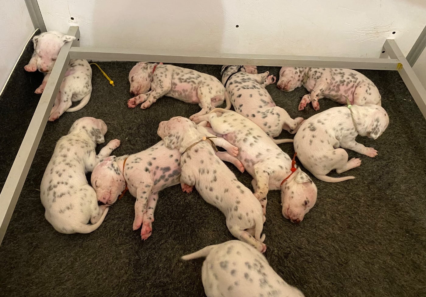 Ben - Dalmatien