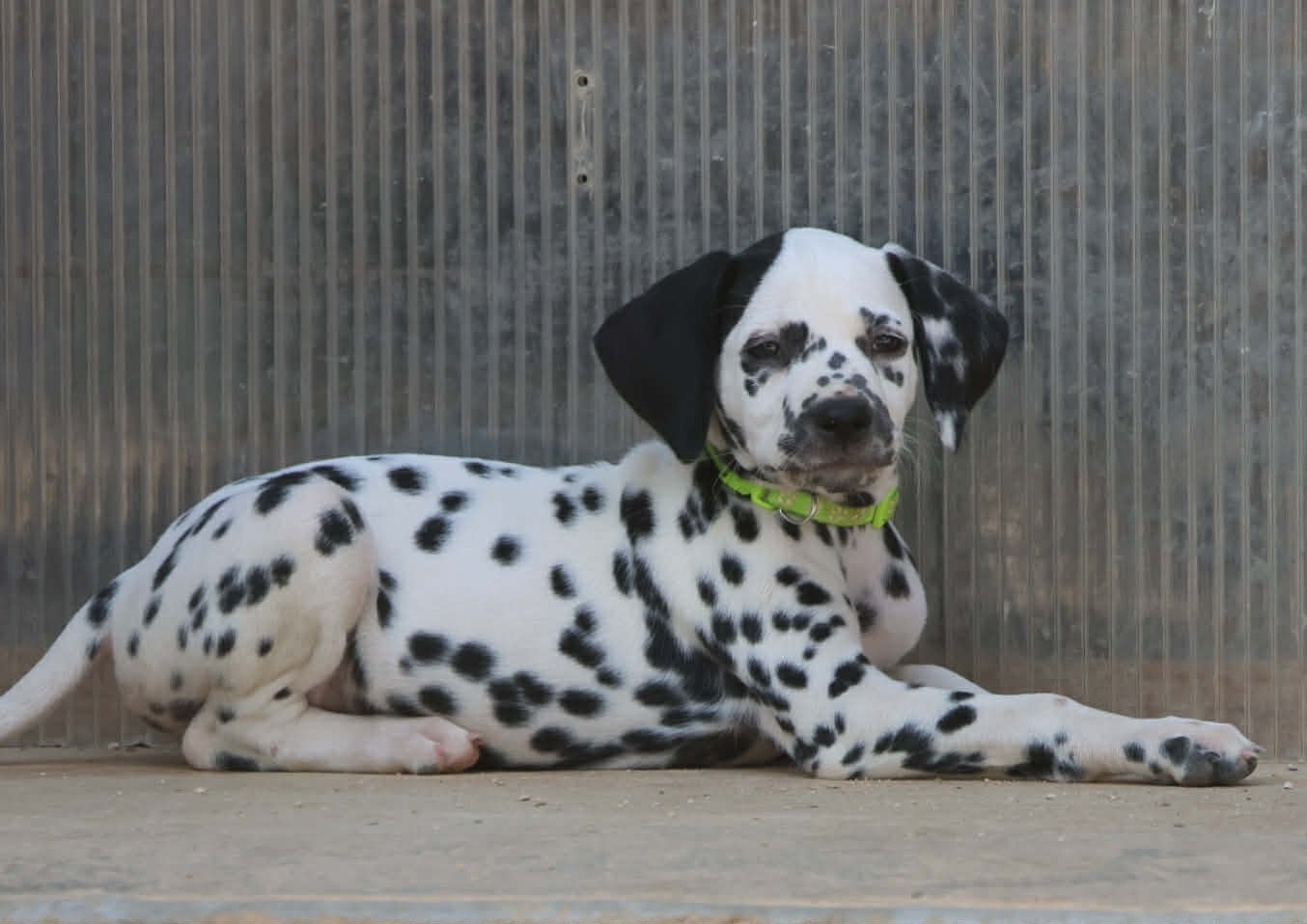 Dalmatien - des dalmats de la pierre sacrée