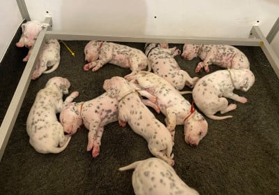 Les chiots de Dalmatien