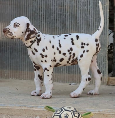 Les chiots de Dalmatien