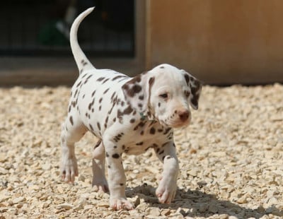 Les chiots de Dalmatien