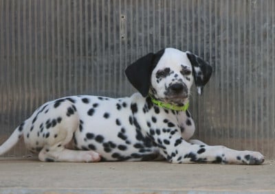Les chiots de Dalmatien