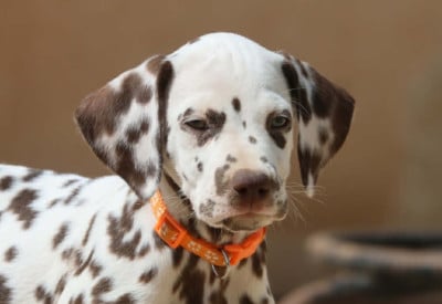 Les chiots de Dalmatien