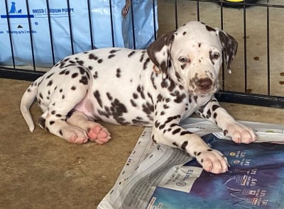 Les chiots de Dalmatien