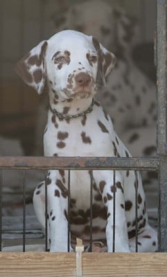 Les chiots de Dalmatien
