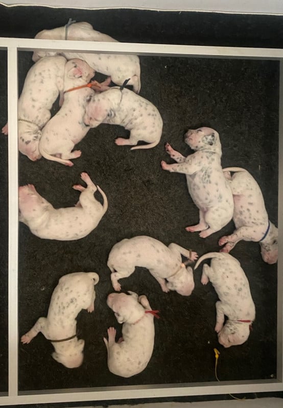 Dalmatien - des dalmats de la pierre sacrée