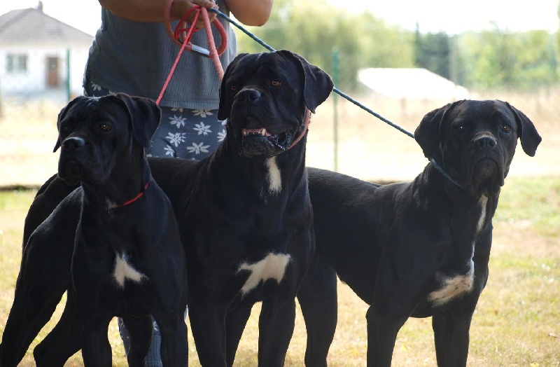 Gwen stefany d'Alassea Seregone