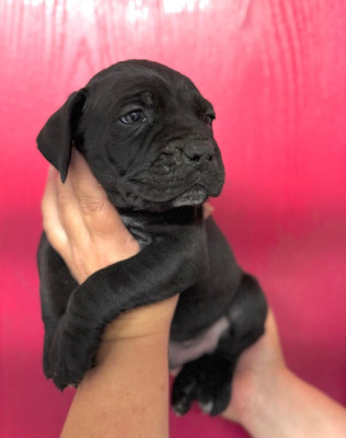 Les chiots de Cane Corso