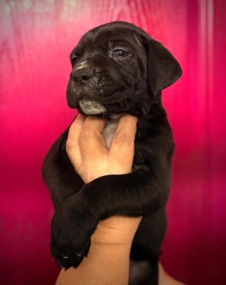 Les chiots de Cane Corso