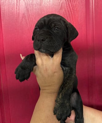 Les chiots de Cane Corso