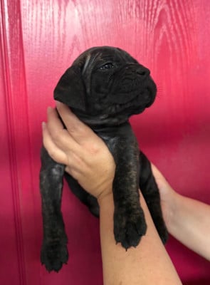 Les chiots de Cane Corso
