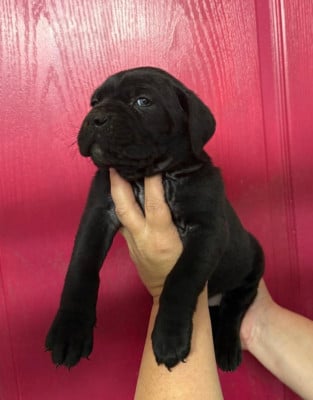 Les chiots de Cane Corso