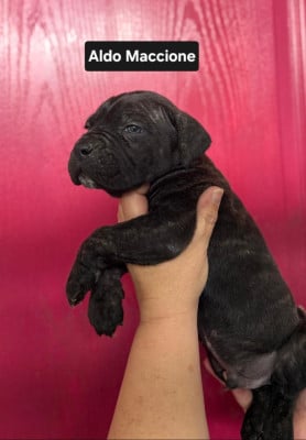 Les chiots de Cane Corso