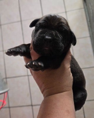 Cane Corso - d'Alassea Seregone