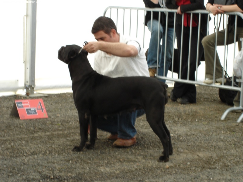 CH. Kiss (Sans Affixe) - 1ere EXC