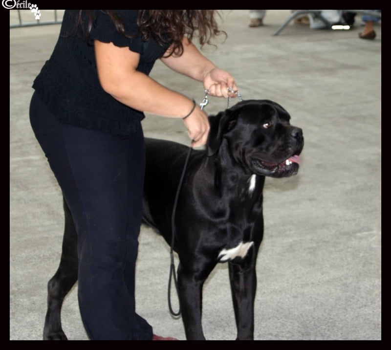 Cid vicious d'Alassea Seregone - 3ème EXC