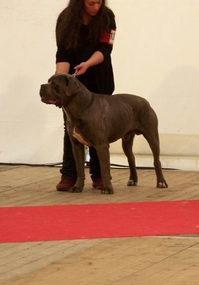 Vangogh (Sans Affixe) - 1er exc CACS-CACIB Meilleur de Race