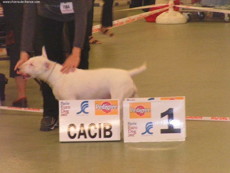 Thalis of lady white (Sans Affixe) - CACIB CACS