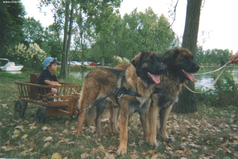 Usia-querida du moulin pastellier - 7 EXCELLENT SELECTIONNE CJF