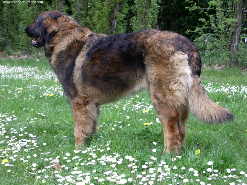 Usia-querida du moulin pastellier - 1 EXCELLENT CJF