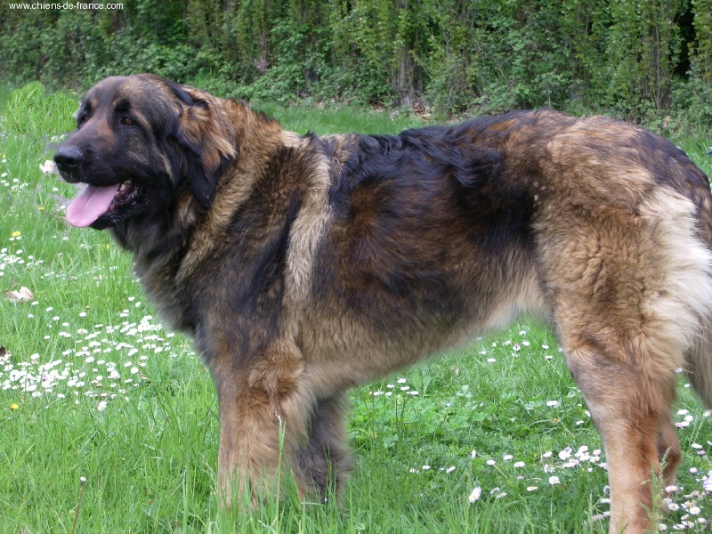 Usia-querida du moulin pastellier - 2 EXCELLENT EN CJF